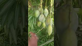 mango love 🥭🥭🥭..#trending #nature#fruit#harvest#agriculture #naturalvideography #@ushaboominathan