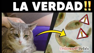 MASCOTAS y EMBARAZO: Consejos para evitar riesgos