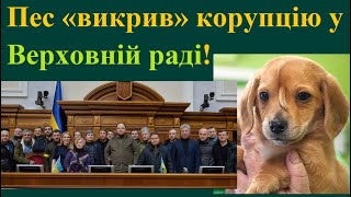 Пес «викрив» корупцію у Верховній раді!