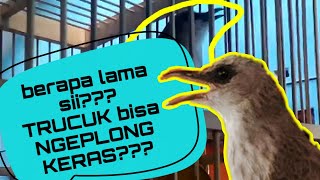 butuh berapa lama TRUCUK biar NGEPLONG??