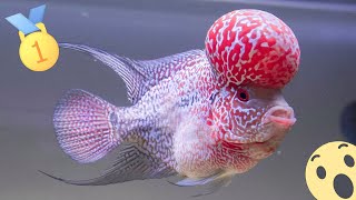 Super Red Dragon Flowerhorn Big Head | Quality Grade AAA from Thailand