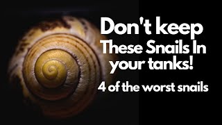 Top 4 Aquarium Snails to Avoid 😱(Don't Make This Mistake)