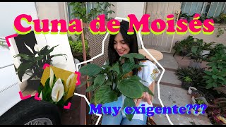 Cuna de Moisés| Spathiphyllum| Guía de cuidados y reproducción| Planta de interior