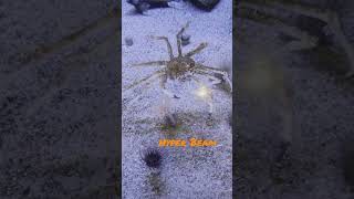 Pokémon or Spider crab? Kingler Hyper Beam Attack!! #pokemon #crab