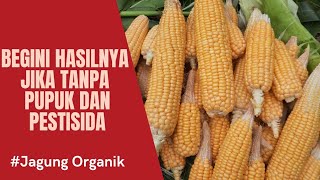 Panen Jagung Organik di Halaman Rumah tanpa pupuk dan pestisida