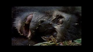 Mountain Gorilla A Shattered Kingdom ★ Documentary Discovery Channel