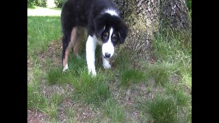 MiPha Enjoys Cicadas Snack, 4 Months Old Australian Shepherd