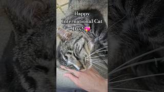 Happy International Cat Day! 💖 #youtubeshorts #cat #cats #catday #internationalcatday #pets #pet