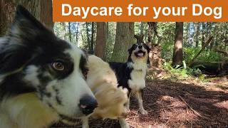 Daycare for your dog 🐶🐕🐩  Keep your dog busy while you are away or entertained while you cuddle