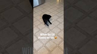 Willow the Cat chasing her tail #love #funny #animals