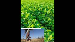 3d crop production and its management