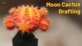 Moon Cactus Grafting With Update | Moon Cactus Propagation 100% Results