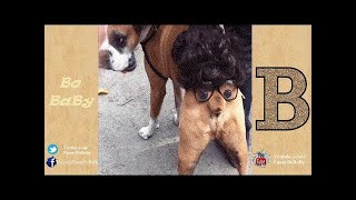 Guilty Dog Top 50 Funny Moments Compilation 2017 - VideoStudio