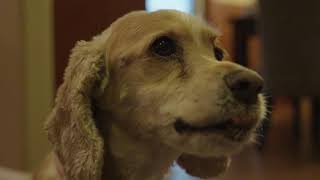 Lily the Cocker Spaniel Eats Peanut Butter in 240fps Slow Motion