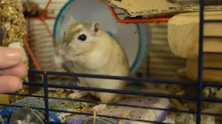 Gerbil collects newspapers to build a nest