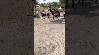 Beautiful goats in Thar, a small stream comes to it for water  🐐🐐🐐🐐😍😍💕