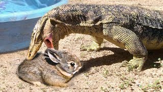 Lizard Finds Rabbit Resting in Yard -- Eats Rabbit