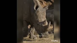 rhino sounds#rhino #shorts