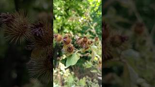 Arctium minus (bardana o lampazo)