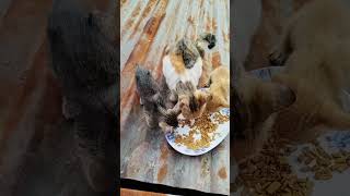 Mother cat and kittens living on the roof top Eating Time