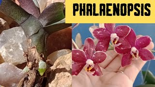 🟣 PHALAENOPSIS DESENVOLVIMENTO ENRAIZAMENTO ATUALIZAÇÃO