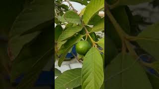 পেয়ারা। 🍐Guava Tree. #shorts #shortsfeed #shortsviral #guava #nature #tree