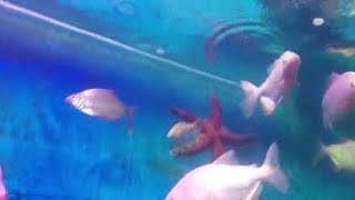 Lokaranjan Aqua World  Mysore  Underwater Tunnel Aquarium aquarium fish video