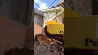 Stumps and roots by the fence 2 I stump grinding I Houston , Texas