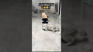 He Kick Better Than Me 🤣🙀 #shorts #catsofyoutube #petbloopers