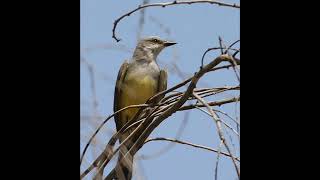 WESTERN KINGBIRD . . .