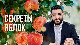 🍎 Секреты яблок (Рав Исраэль Якобов) урок в "Ор Натан", Нью Йорк