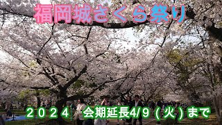 福岡城さくらまつり2024 partⅡ　桜園エリア　Sakura Festival at Fukuoka Castle partⅡ