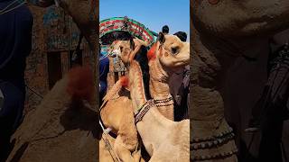 Camels are in truck 🐪#shortsfeed #camel #shortvideos #enjoying #viralvideos #الجمل #اجمل #الجمل #yt