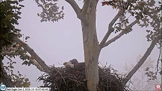 USS Bald Eagle Cam 1 & 2 on 10-18-24 @ 07:24 Lots of nestorations throughout the morning