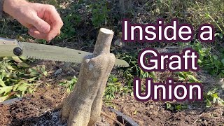 Inside a Graft Union