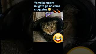 😱Ya valio Madr35 mi Gato ya no quiere croquetas puro 🐔 🍗  😂