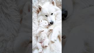 Samoyed Family's Dreamy Moment Melts Million Hearts! ☁️🐾💝