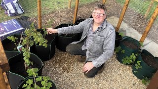 The Allotment: Moving fruit bushes, planting new trees and laying slabs - Ep 20