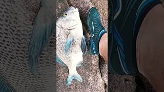 #shorts...Esse é bruto o troféu 🏆! Pesca de costeira em Ubatuba