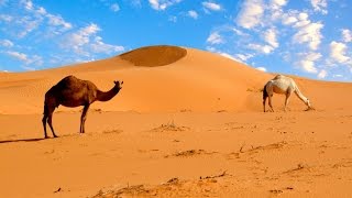 Экскурсия в Сахару, Эль-Джем, Джип -сафари. Тунис. Excursion to the Sahara, El Jem, Jeep -safari.