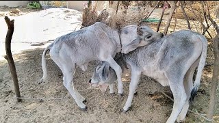 Cow babies enjoy with another in desert Thar. Beautiful baby cows are enjoying.