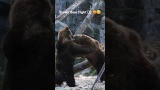 Brown Bear Fight (2) 🇸🇪❤️🇱🇰  #brownbear #animalworld