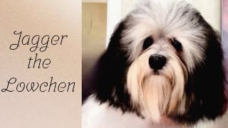 Lowchen Grooming Tips