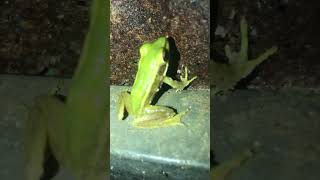 Amazing frog video #frog #shorts