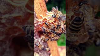 Honey Ready for Harvest!!!!! 😋🍯 #beekeeping #honey