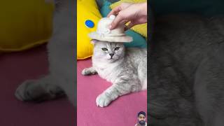 Funny Cat Moments🤣