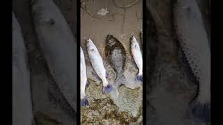 SPECKLED TROUT Arroyo City tx  #shorts #fishing #outdoor