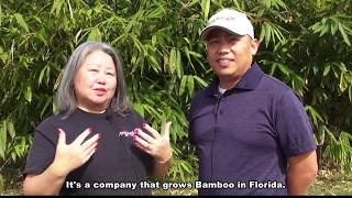 Hmong Grow Bamboo in Florida