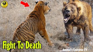 Unbelievable. Angry Mother Bear Attacks Tiger To Save Her Cubs - Bear Vs Tiger Real Fight