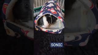 sonic is an excellent vibe #funny #youtubeshorts